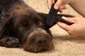 Hands combing hair of dog