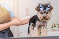 Hands combing york terrier. Groomer working, cute little dog.