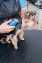 Hands combing york terrier. Groomer working, cute little dog.