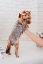 Hands combing york terrier. Groomer working, cute little dog.