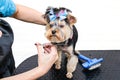 Hands combing york terrier. Groomer working, cute little dog.