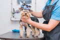 Hands combing yorkshire terrier. Groomer working, cute little dog.