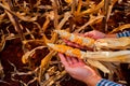 Hands of the corn farmer the corn with few seeds becomes a testament to the value of preserving heritage and sustainable farming