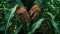 The hands in cornfield.AI generated image Royalty Free Stock Photo