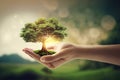 Hands cradle a small tree on a defocused green background