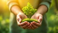 Hands cradle a small tree sapling on green grass, symbolizing environmental awareness and sustainability Royalty Free Stock Photo