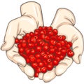 Hands with cranberry Royalty Free Stock Photo