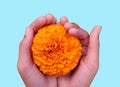 Hands Cupping an Orange Marigold Flower on the Blue Background Royalty Free Stock Photo