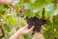 Farmers hand holding and cutting blue ripe grapes in cluster Royalty Free Stock Photo