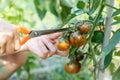 Hands cutting off a branch of little tomatoes in a small tiny home garden Royalty Free Stock Photo