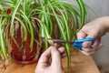 Hands Cutting Off Withered Leaf Tips With Scissors. Shriveled Plant, Flower Chlorophytum.