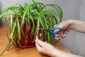 Hands Cutting Off Withered Leaf Tips With Scissors. Shriveled Plant, Flower Chlorophytum.