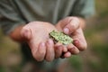 Little Child`s Dirty Hands Holding Grey Tree Frog Outside