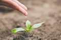 The hands are dripping water to the small seedlings, plant a tree, reduce global warming, World Environment Day Royalty Free Stock Photo