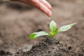 The hands are dripping water to the small seedlings, plant a tree, reduce global warming, World Environment Day Royalty Free Stock Photo