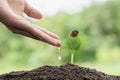 The hands are dripping water to the small seedlings, plant a tree, reduce global warming, World Environment Day Royalty Free Stock Photo