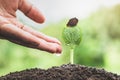 The hands are dripping water to the small seedlings, plant a tree, reduce global warming, World Environment Day Royalty Free Stock Photo