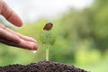 The hands are dripping water to the small seedlings, plant a tree, reduce global warming, World Environment Day Royalty Free Stock Photo