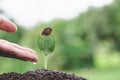 The hands are dripping water to the small seedlings, plant a tree, reduce global warming, World Environment Day Royalty Free Stock Photo