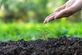 Hands dropping water on sapling green young plants growing on land for reduce global warming earth.