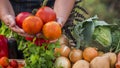 Hands of an elderly farmer holding beautiful tomatoes over a counter with vegetables at a farmers market Royalty Free Stock Photo