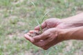 Hands of elderly man holding a young plant against a green natural background in spring. Ecology concept