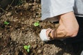 The hands of an elderly man plant a seedling of cucumbers. Earth Day.