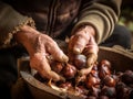 hands of an elderly man in a rustic basket with raw chestnuts