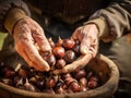 hands of an elderly man in a rustic basket with raw chestnuts