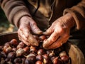 hands of an elderly man in a rustic basket with raw chestnuts