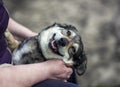 Hands of an elderly man stroking the head of a devoted contented dog on the street