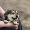 Hands of an man stroking the head of a devoted contented dog on the street