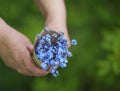 Hands of an elderly person hold a bouquet of wild flowers blue forget me nots in a paper package