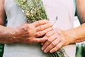 Hands of an elderly woman of herbalist healer hold bunch of medicinal herbs. Alternative medicine