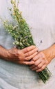 Hands of an elderly woman of herbalist healer hold bunch of medicinal herbs. Alternative medicine