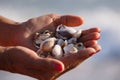 Hands of an elderly woman holding seashells on a background of blue sea. Royalty Free Stock Photo