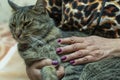 Hands of an elderly woman with painted nails holding a cat