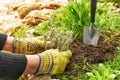 Hands of an elderly woman plant seedlings of lavender in the garden.