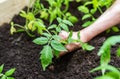 The hands of an elderly woman plants young tomatoes in the garden. Royalty Free Stock Photo