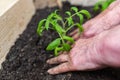 The hands of an elderly woman plants young tomatoes in the garden. Royalty Free Stock Photo