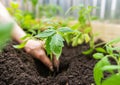 The hands of an elderly woman plants young tomatoes in the garden. Royalty Free Stock Photo