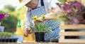 Hands of elderly woman taking care of the plants in her garden. Senior woman gardening