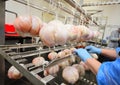 hands of an employee of a meat processing plant prepare meat delicacies from pork suspended on a rack for further Royalty Free Stock Photo