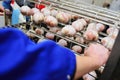 hands of an employee of a meat processing plant prepare meat delicacies from pork suspended on a rack for further Royalty Free Stock Photo