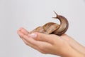 The hands of girl hold a snail of Ahatina. Isolated on white. Royalty Free Stock Photo