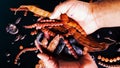 Hands exhibiting trees of seeds in pods photo in bright and warm tones