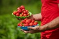 Hands of farmer with bowls of strawberries