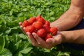 Hands of farmer with bowls of strawberries