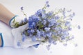 Hands of the farmer with a bunch of blue flowers