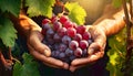 Hands of a Farmer with a Bunch of Red Grapes - Generative Ai Royalty Free Stock Photo